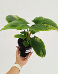Homalomena rubescens Variegata