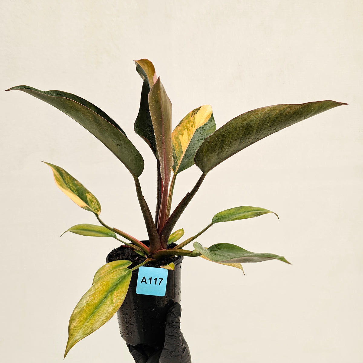 Philodendron 'Rojo Congo Variegated' 125mm