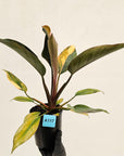 Philodendron 'Rojo Congo Variegated' 125mm