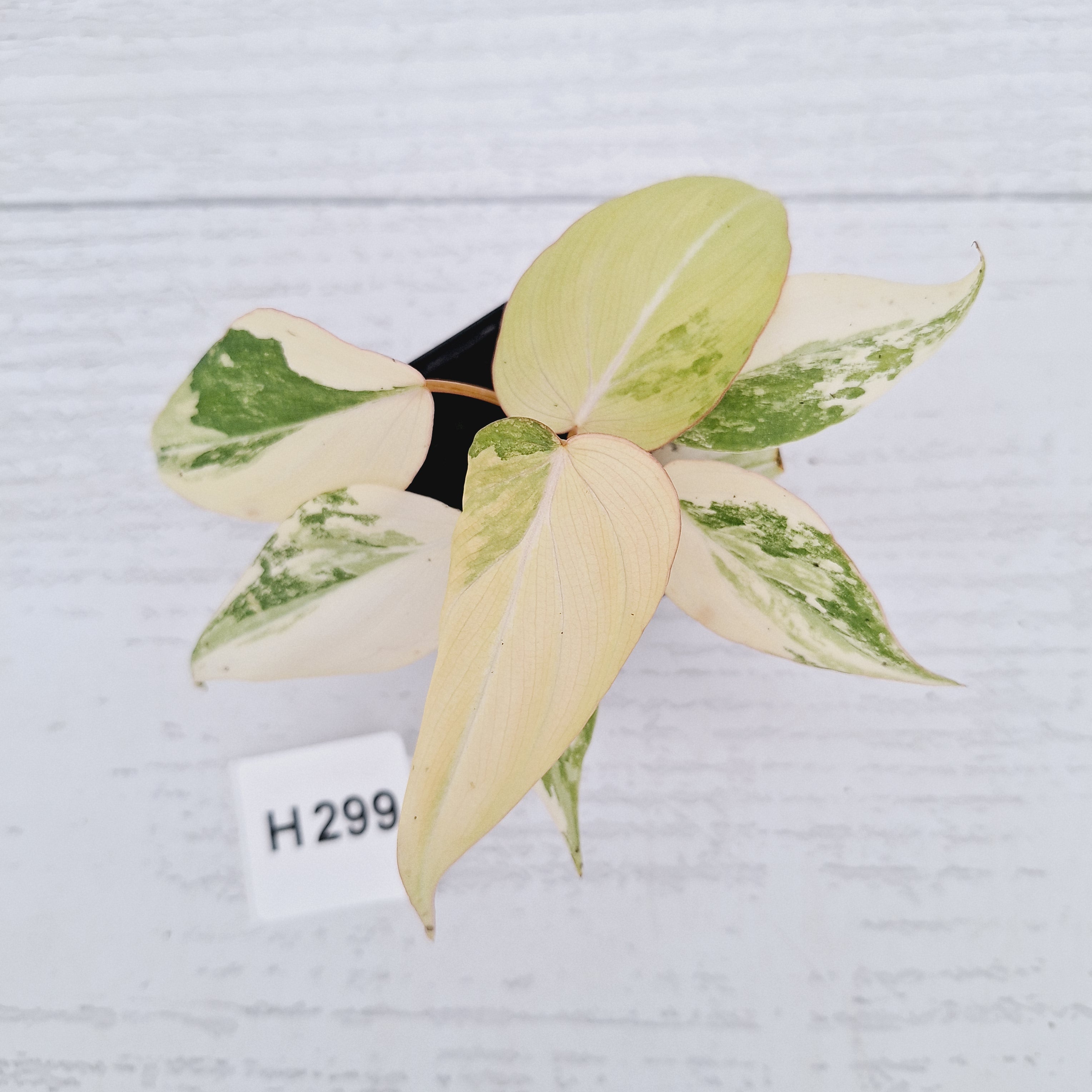 Philodendron gloriosum white vien variegata - SALE