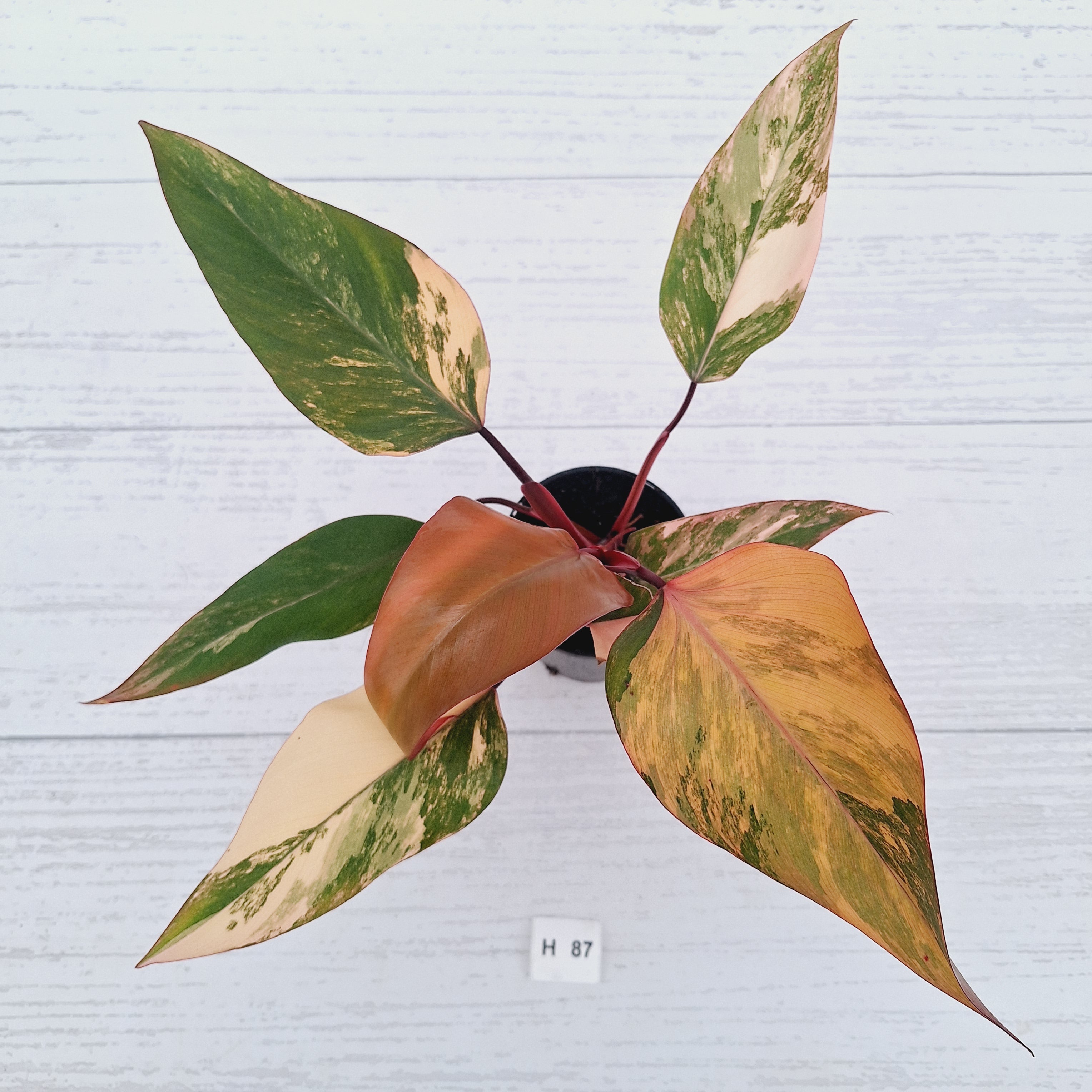 Philodendron erubescens Strawberry Shake - SALE