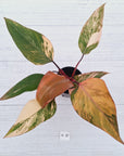Philodendron erubescens Strawberry Shake - SALE