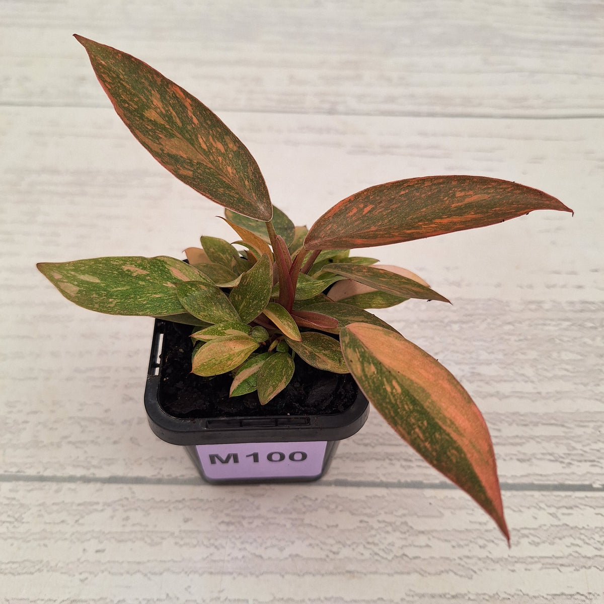 Philodendron 'Orange Princess' 70mm
