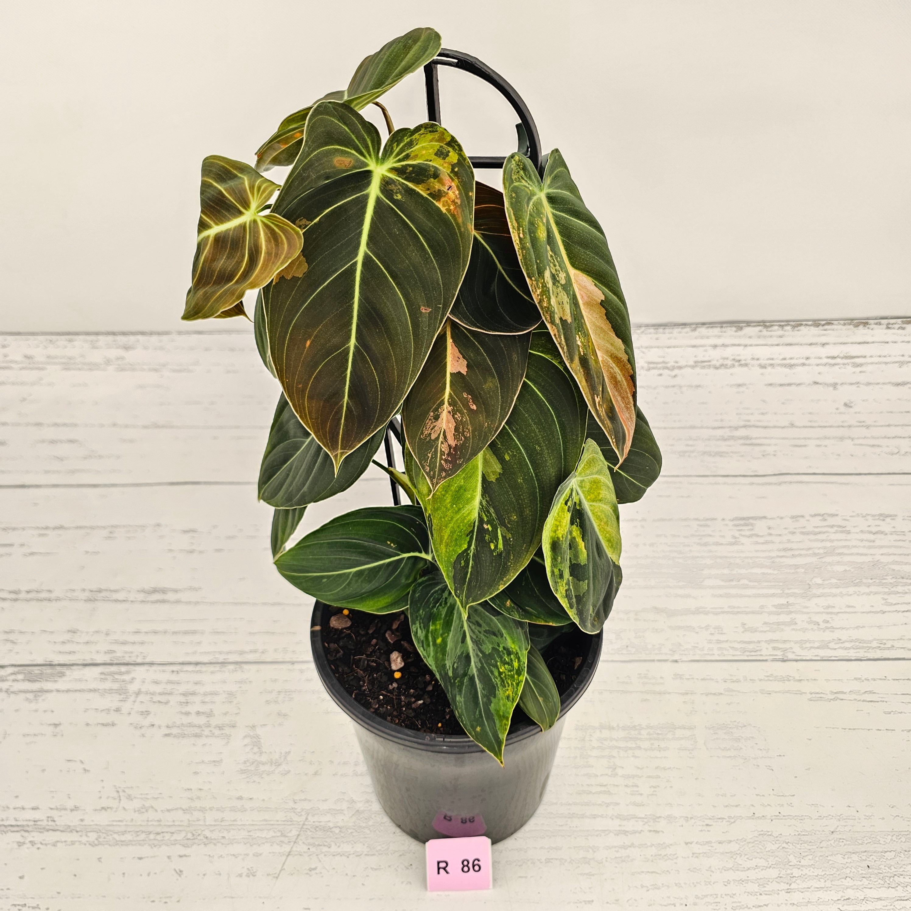 Philodendron melanochrysum Variegata