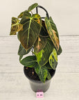Philodendron melanochrysum Variegata