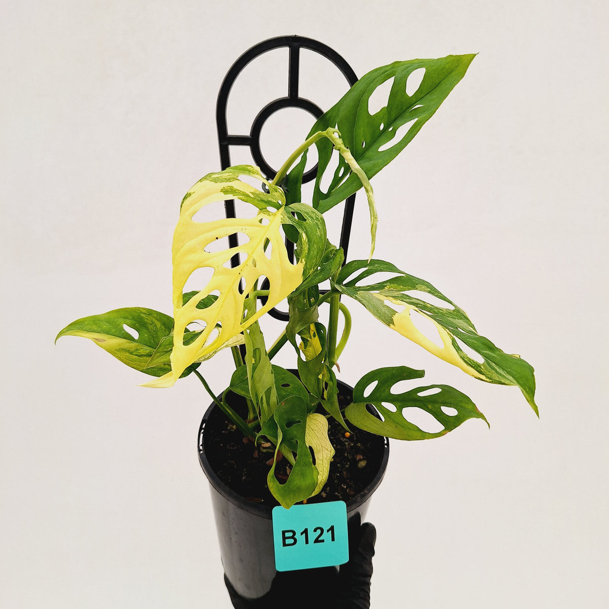 Monstera adansonii Variegata