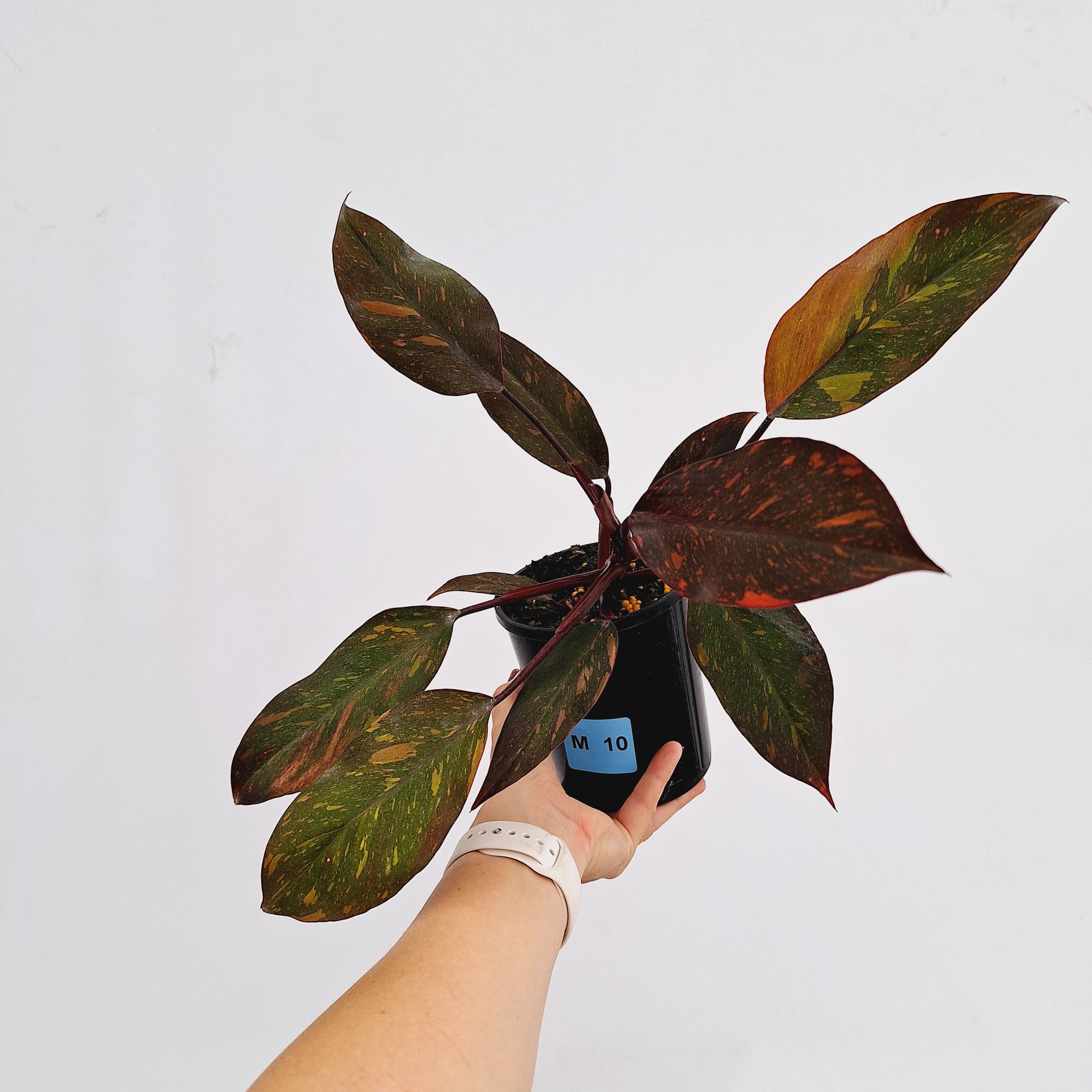 Philodendron &#39;Orange Princess&#39;