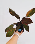 Philodendron 'Orange Princess'