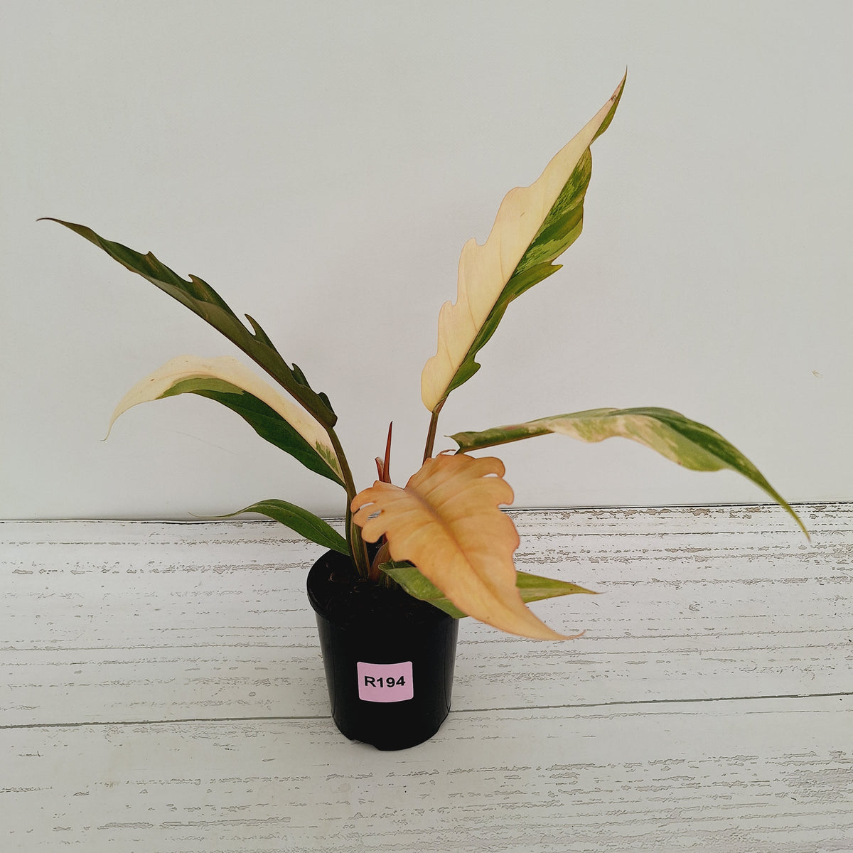Philodendron serratum 'Caramel Marble'
