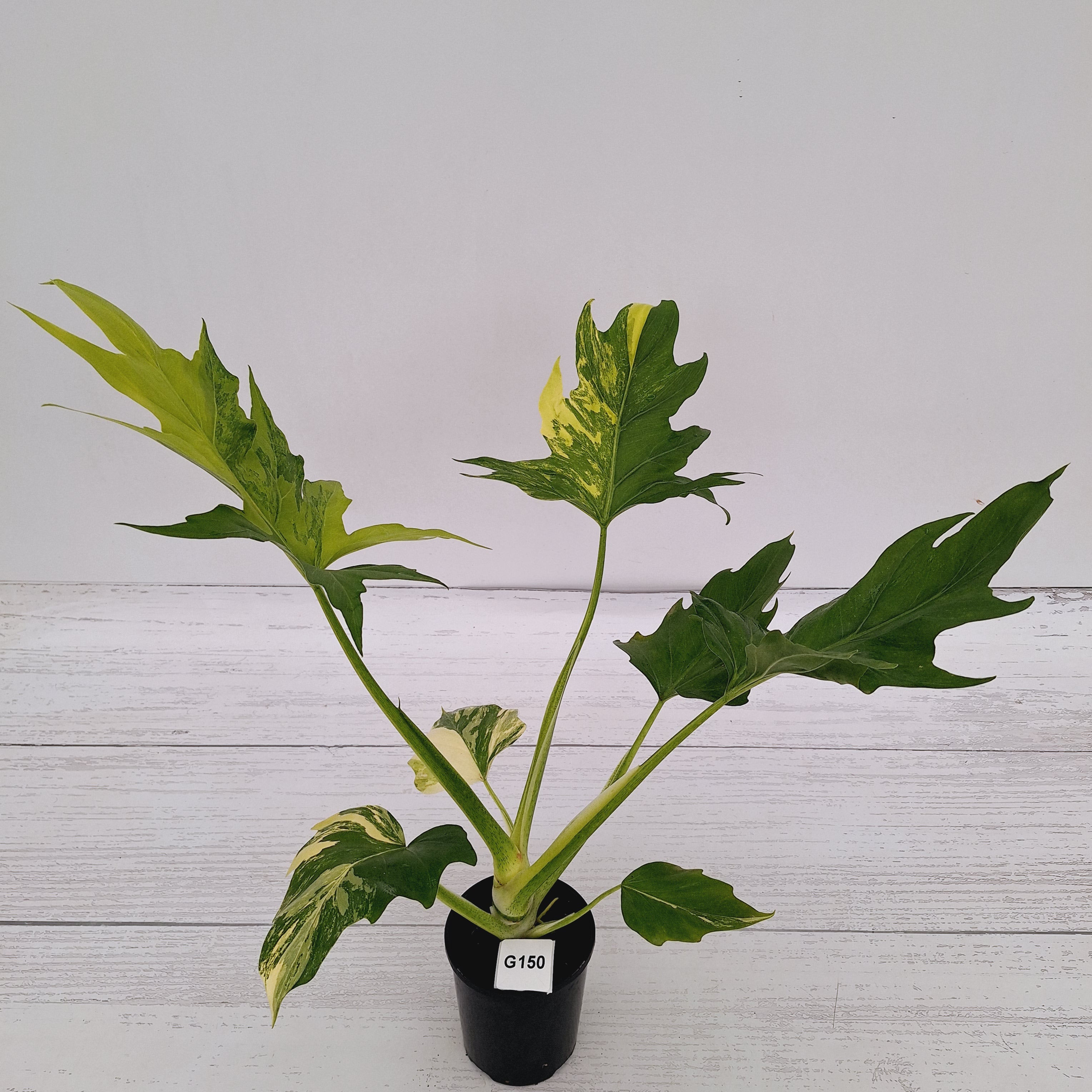 Philodendron warscewiczii Gold Variegata