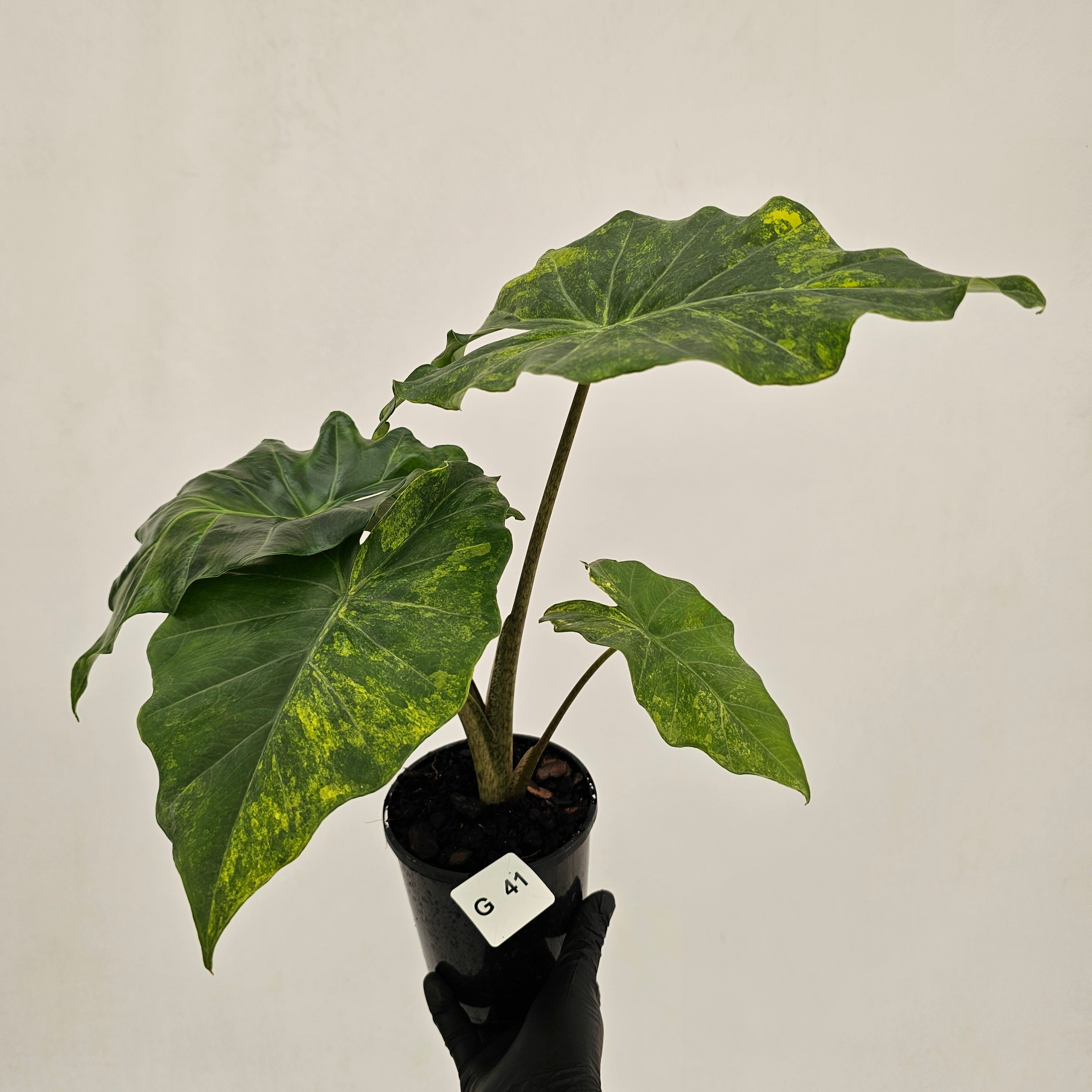 Alocasia Portora Variegata - SALE
