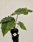 Alocasia Portora Variegata - SALE
