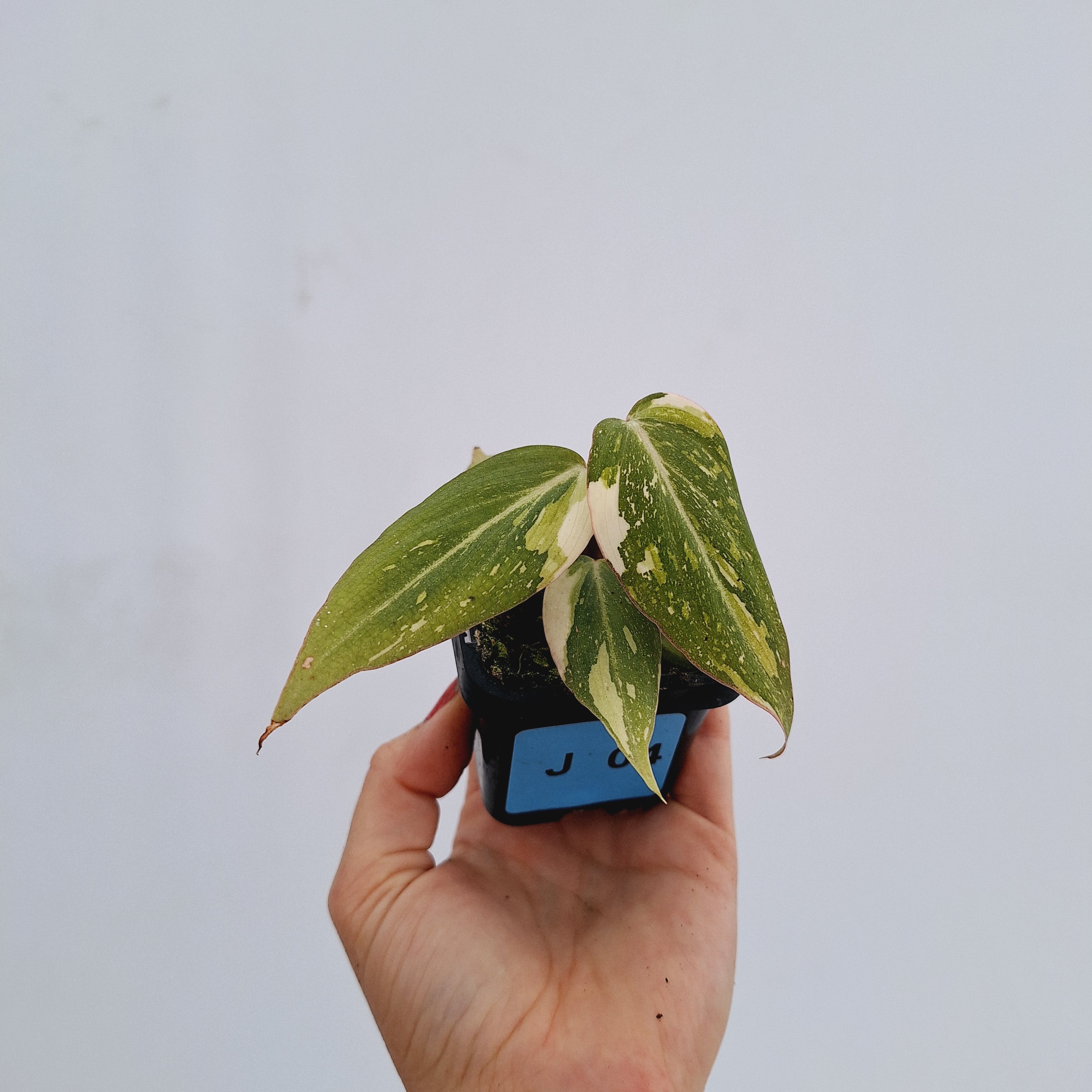 Philodendron gloriosum variegata