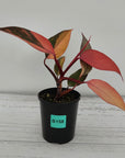 Philodendron 'Orange Princess'