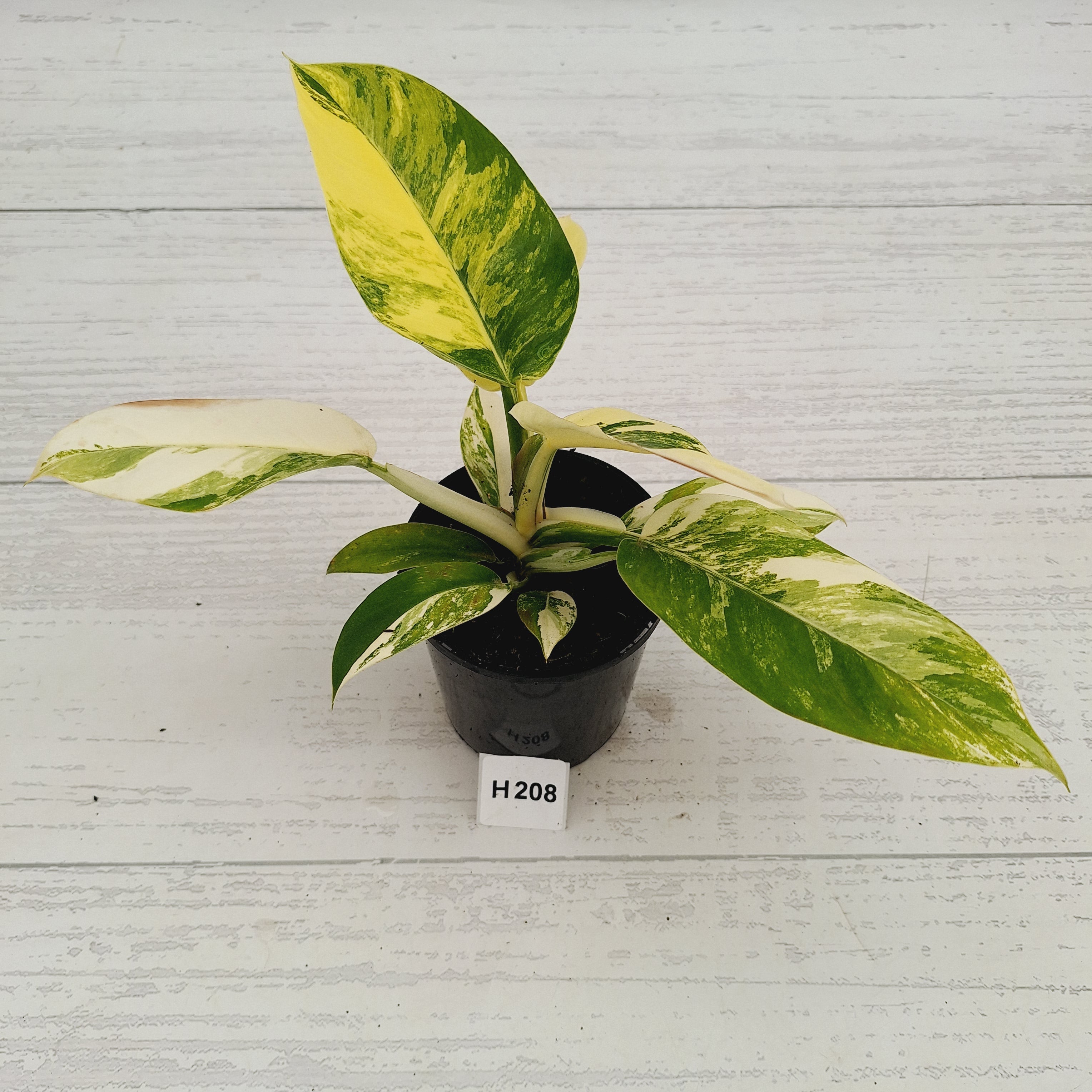 philodendron imperial variegated Philodendron imperial green variegata