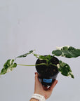 Alocasia Okinawa Silver