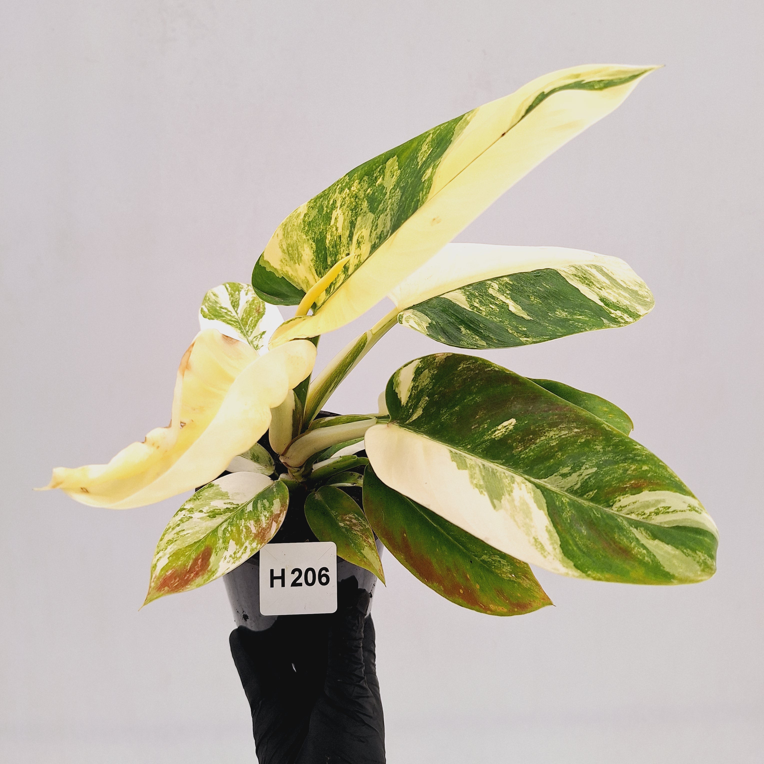 Philodendron imperial green variegata - SALE