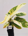 Philodendron imperial green variegata - SALE