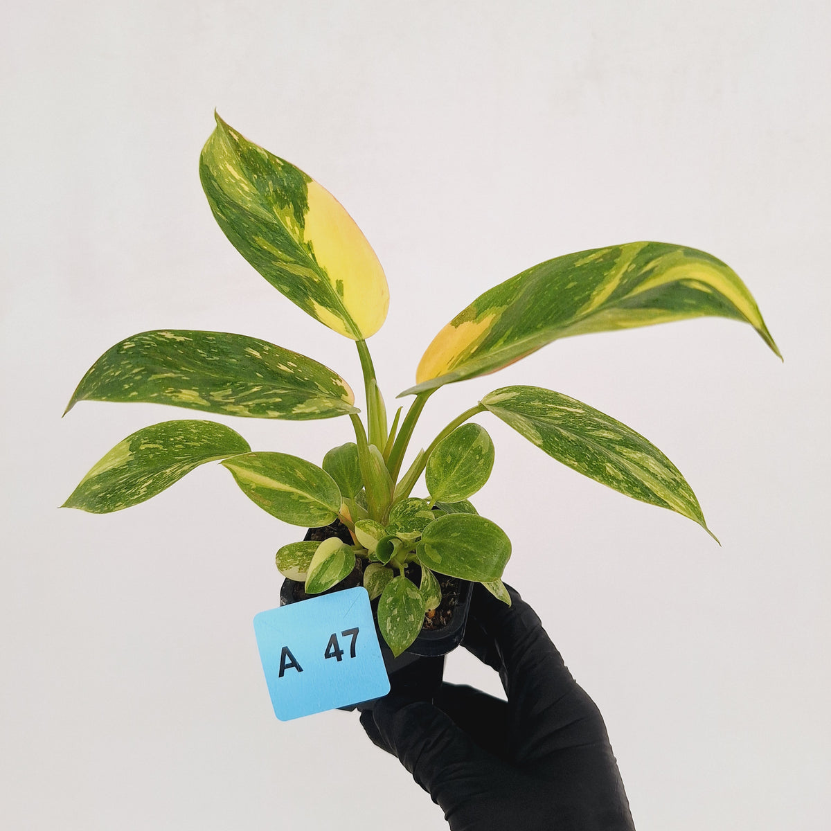 Philodendron Green Congo Variegata (Nuclear)