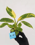 Philodendron Green Congo Variegata (Nuclear)