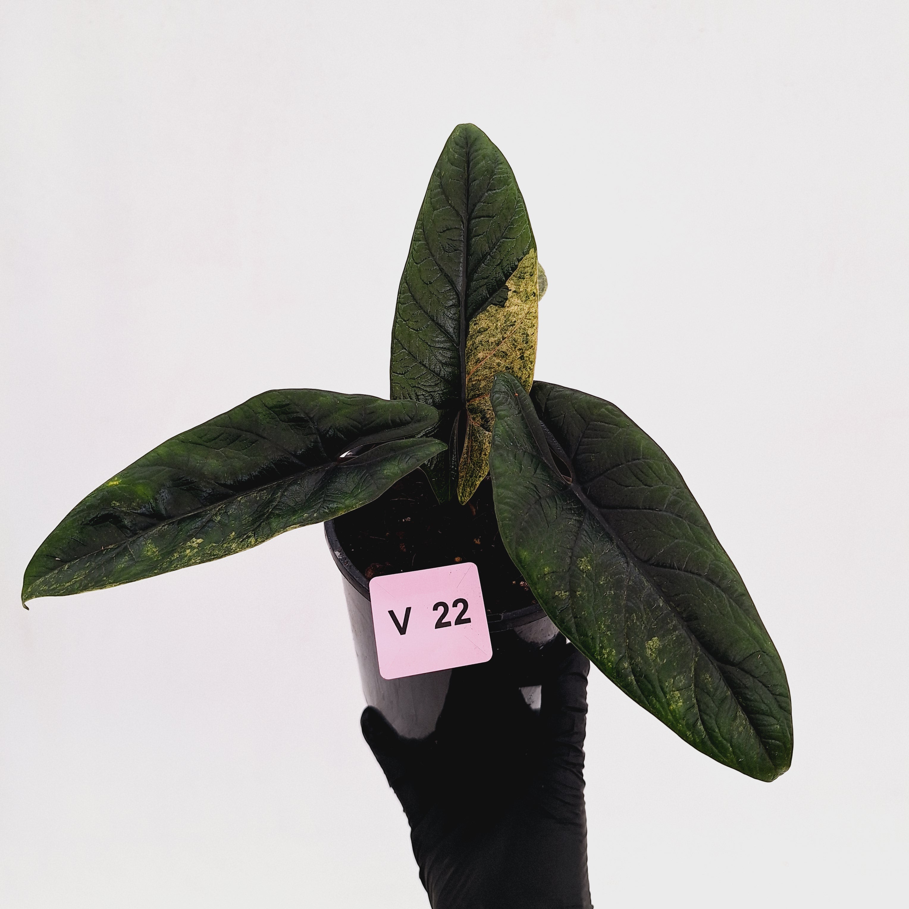 Alocasia scalprum 'Mint'