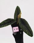 Alocasia scalprum 'Mint'