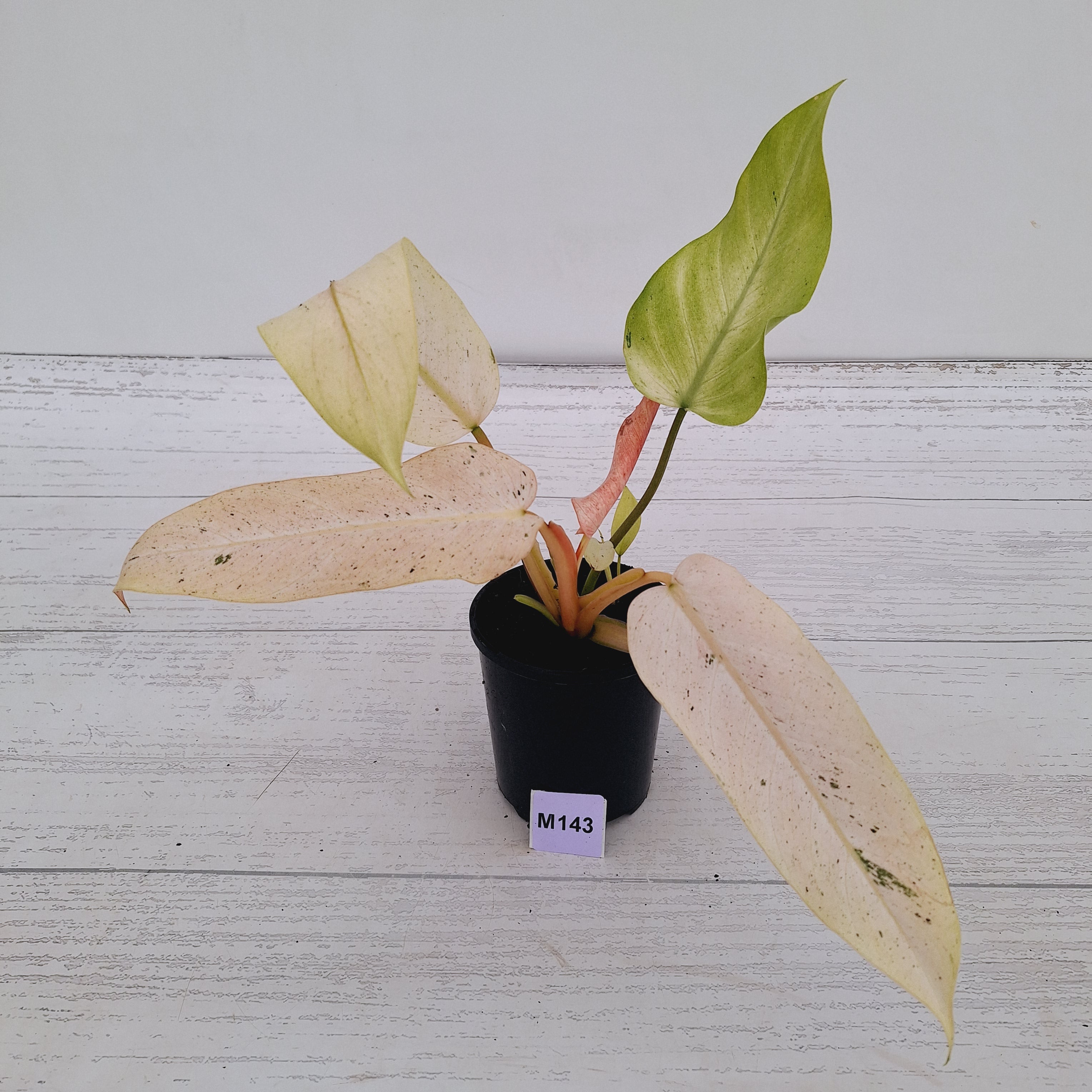 Philodendron  'Whipple Way' SALE