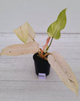 Philodendron  'Whipple Way' SALE