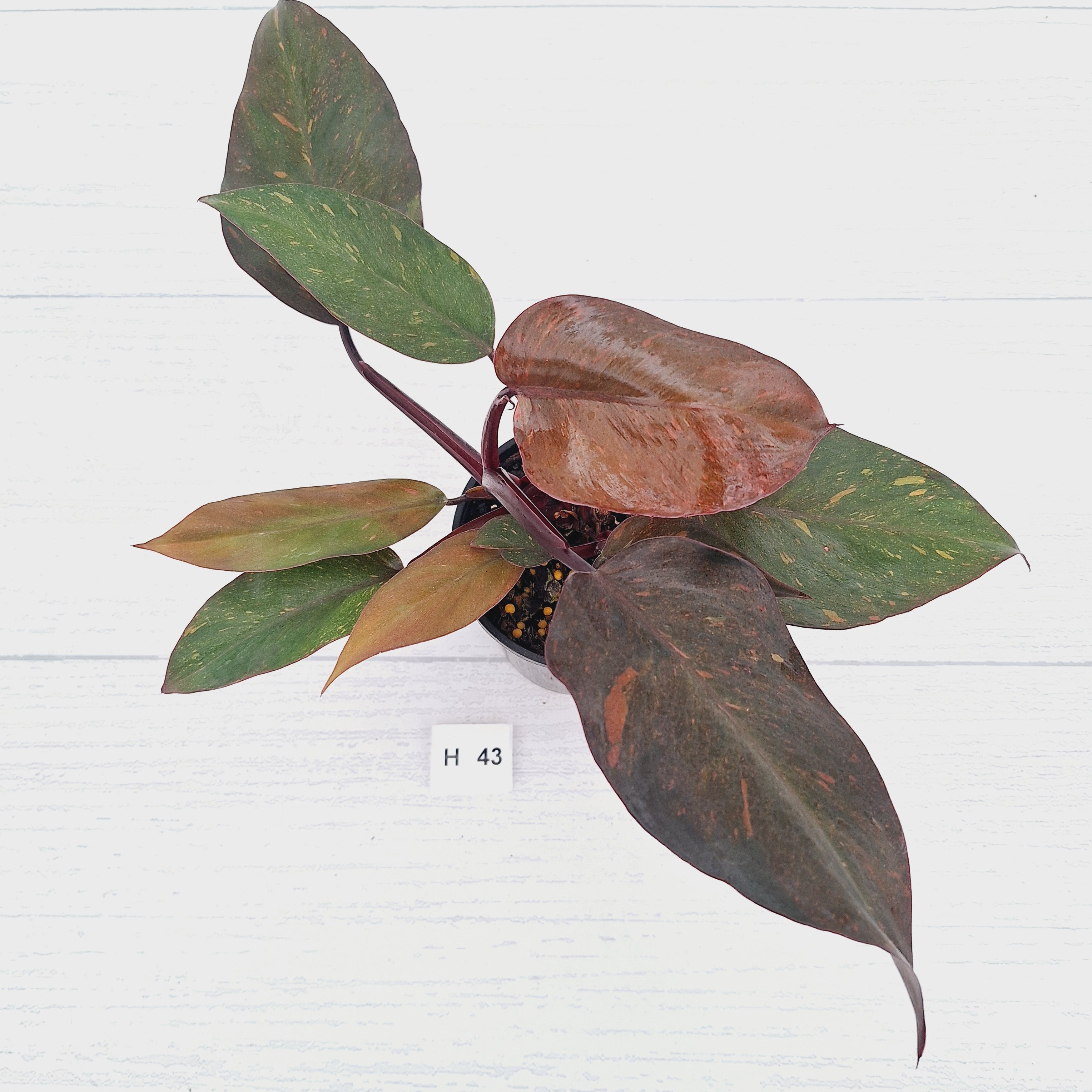Philodendron 'Orange Princess' - FLASH SALE