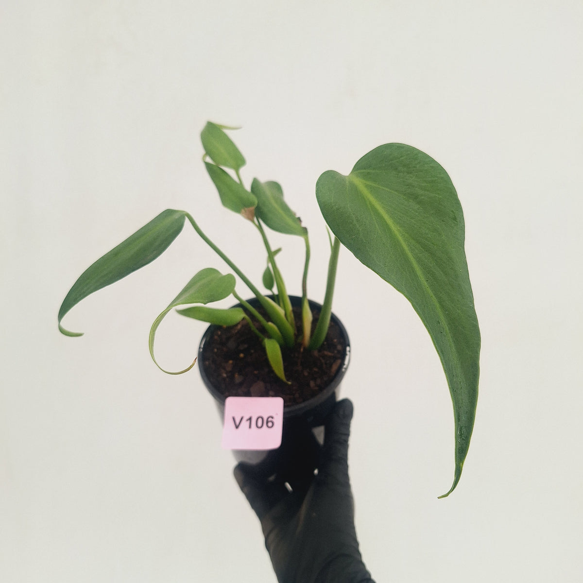 Monstera 'Burle Marx's Flame'