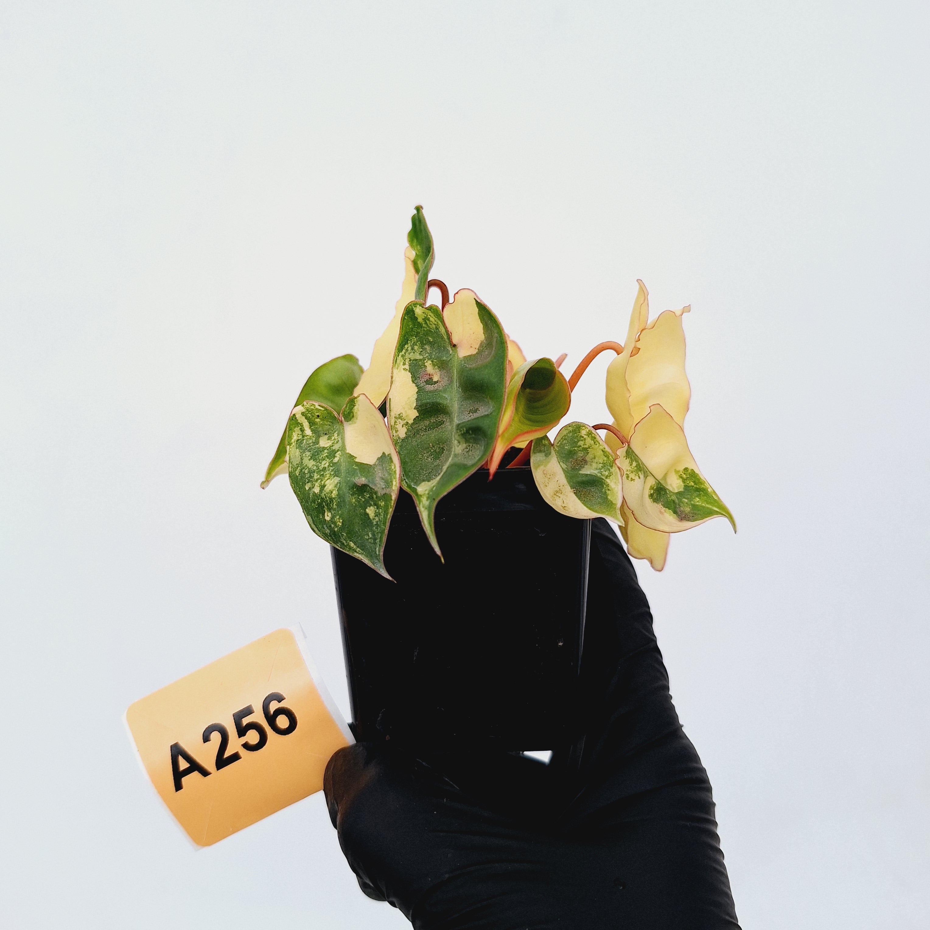 Philodendron billietiae Variegata