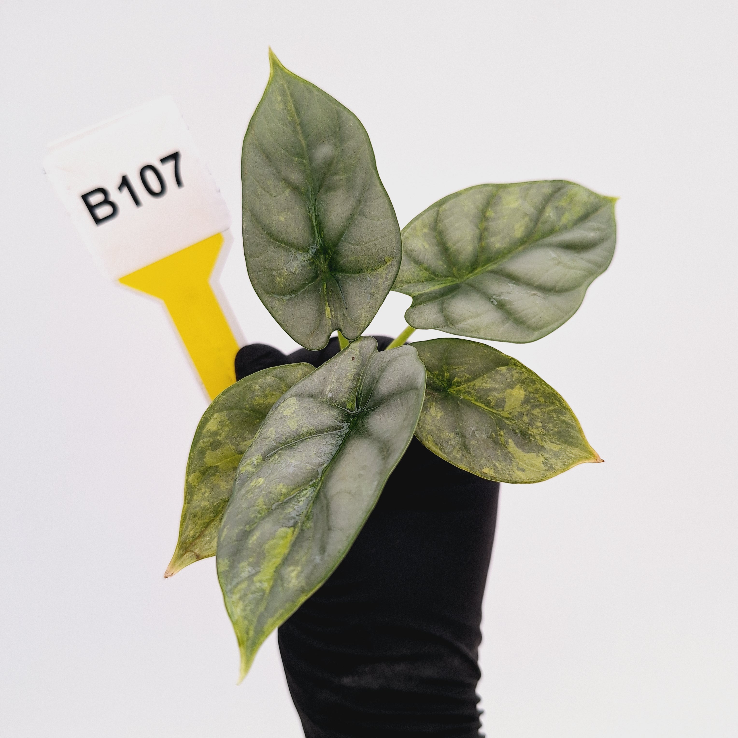 Alocasia baginda 'Silver Dragon' Variegata - Bare Bottom Baby