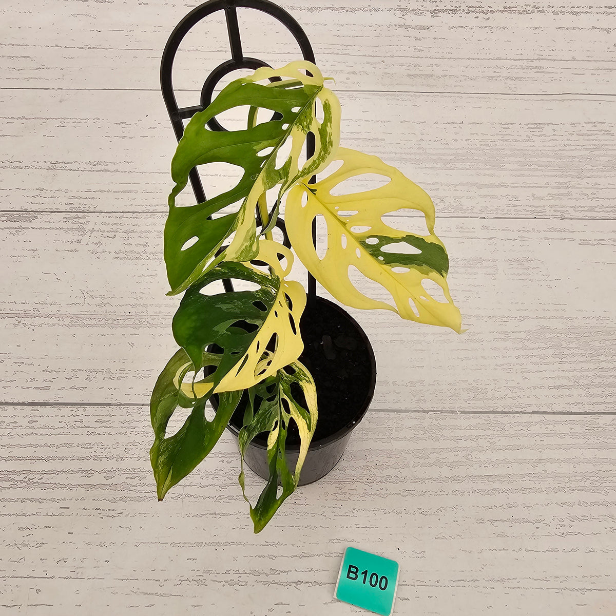 Monstera adansonii Variegata
