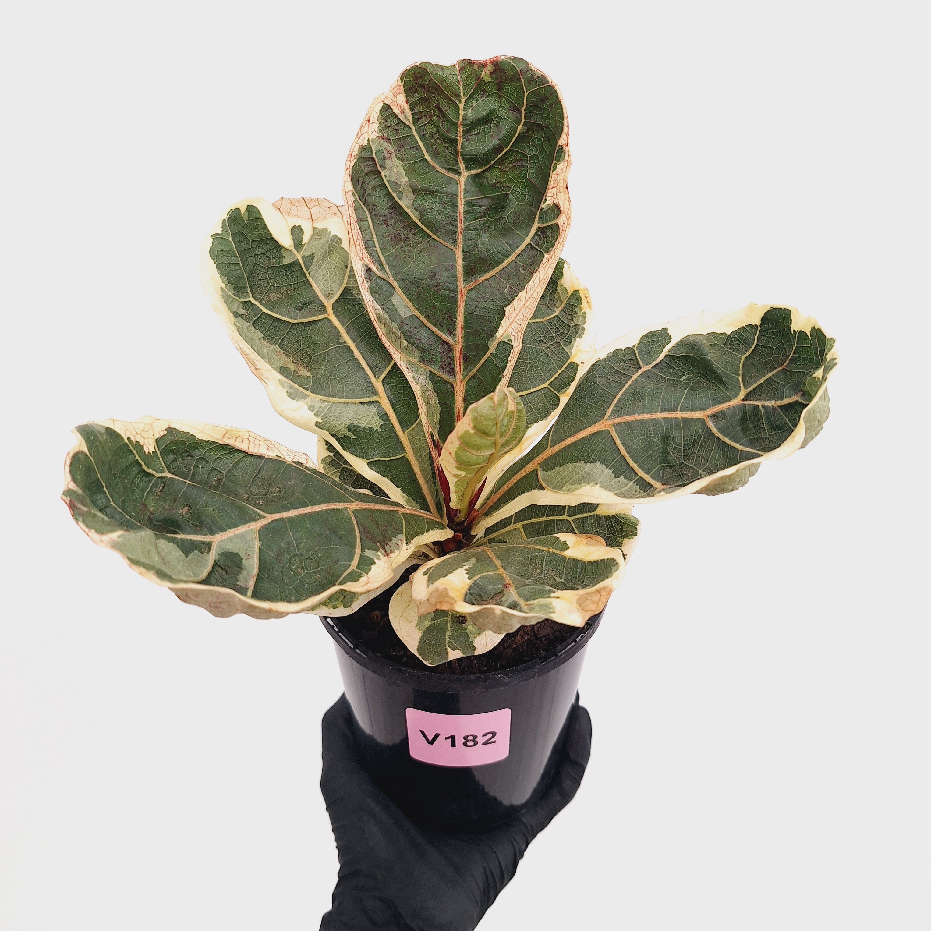 Ficus lyrata Variegata