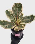 Ficus lyrata Variegata