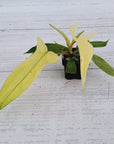 Philodendron pedatum 'Florida Ghost'