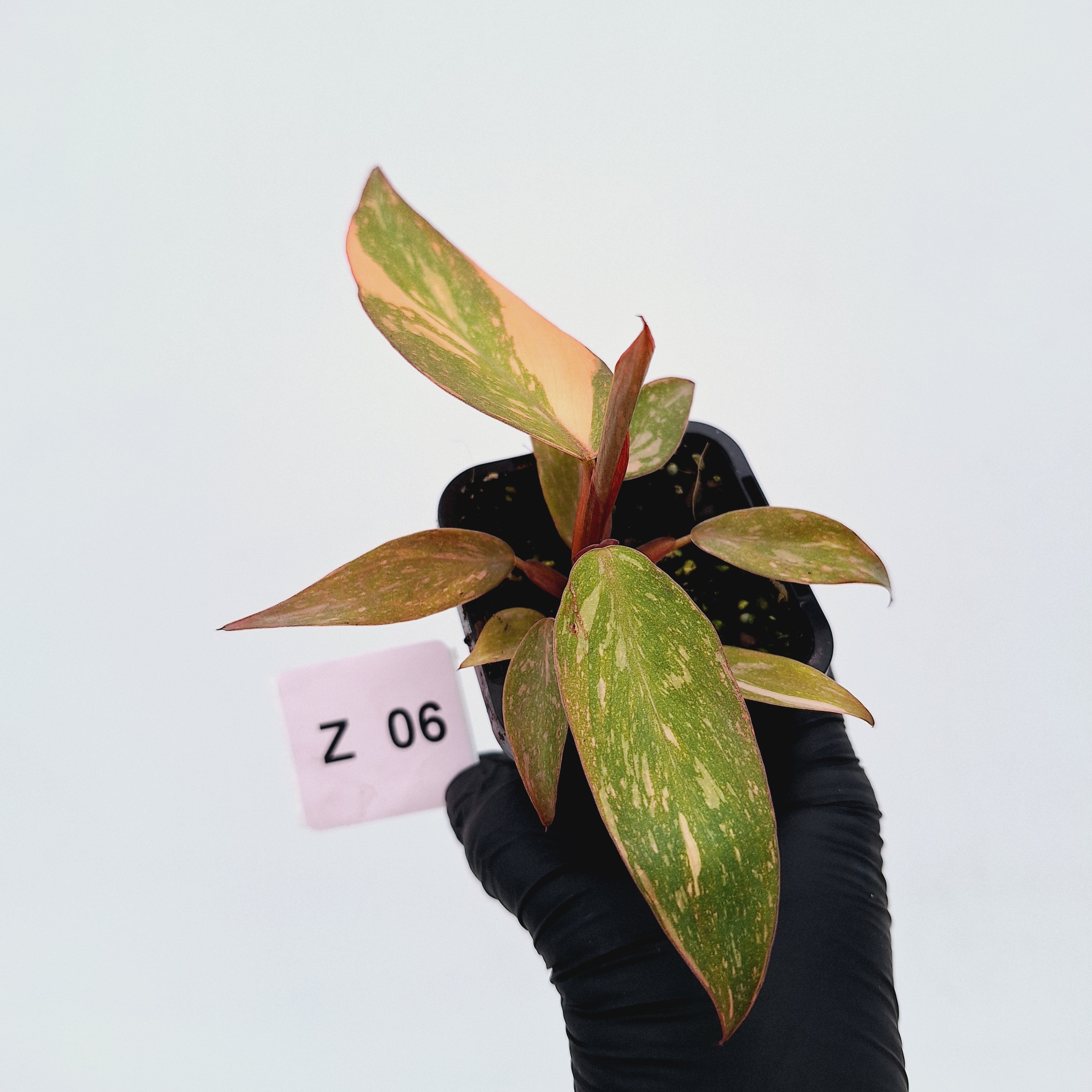 Philodendron &#39;Orange Princess&#39;