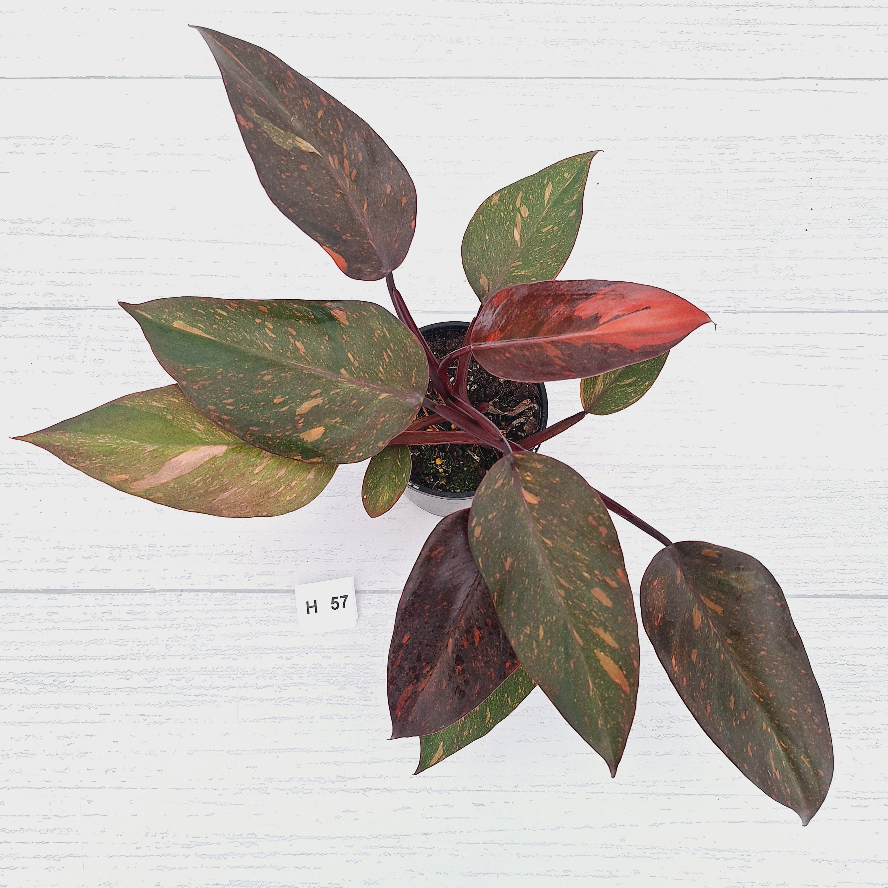 Philodendron 'Orange Princess' - FLASH SALE