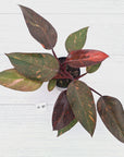 Philodendron 'Orange Princess' - FLASH SALE