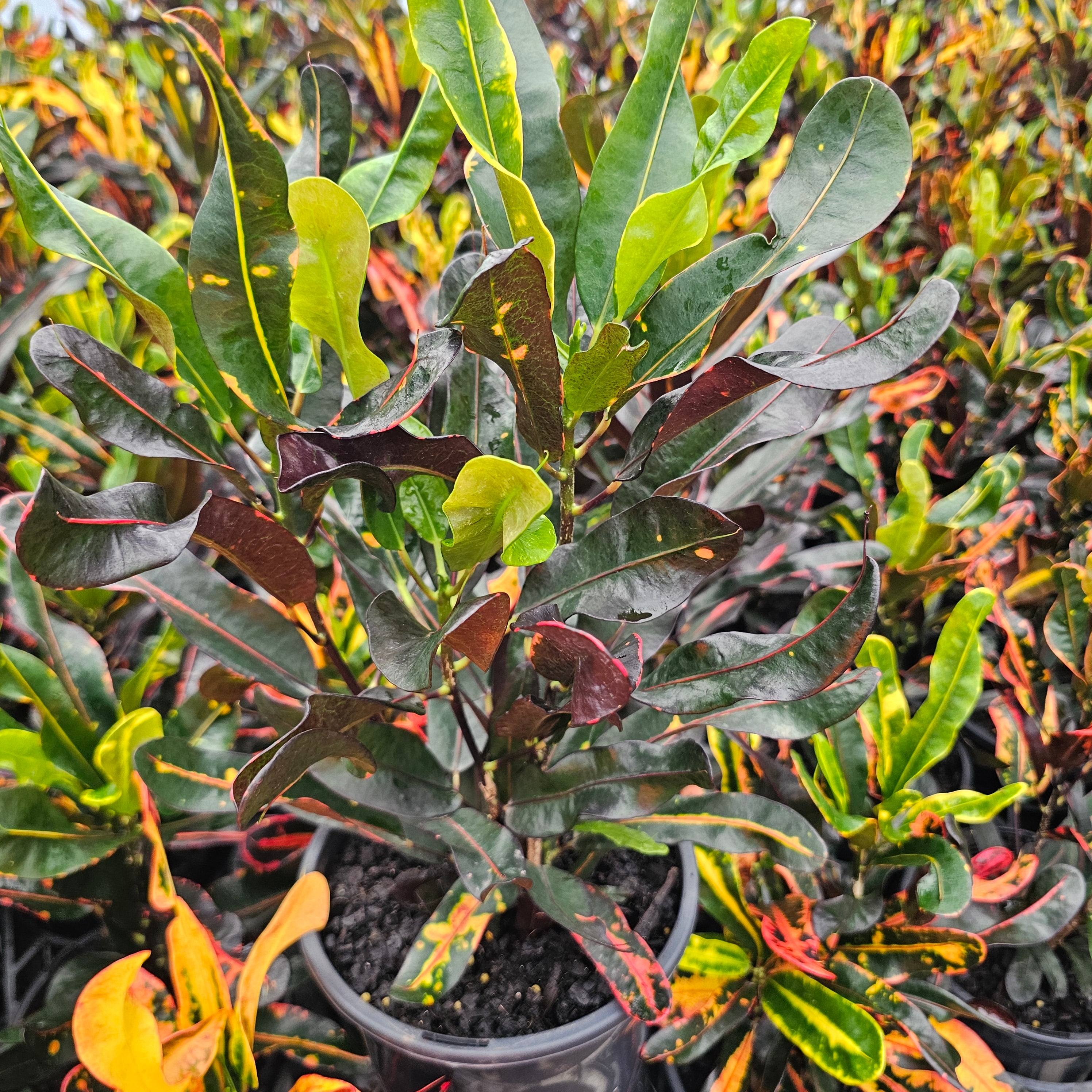 Codiaeum variegatum Croton Mammy