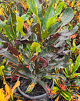 Codiaeum variegatum Croton Mammy