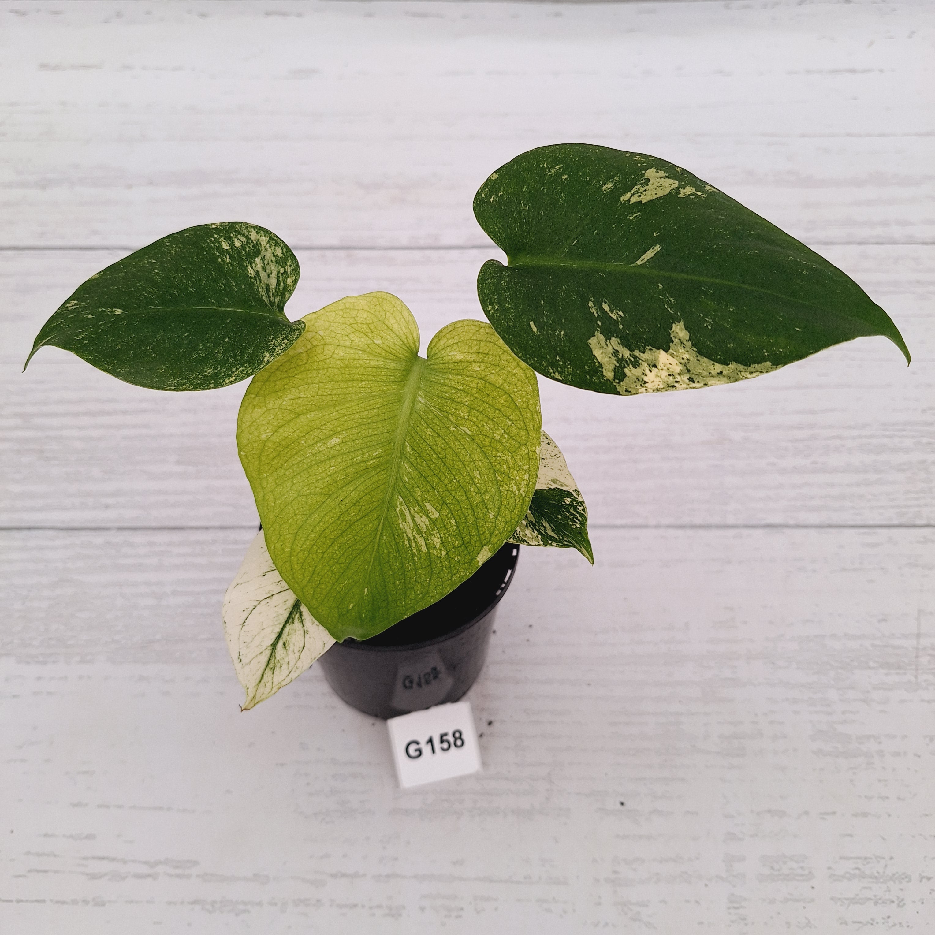 Monstera Deliciosa 'Mint'