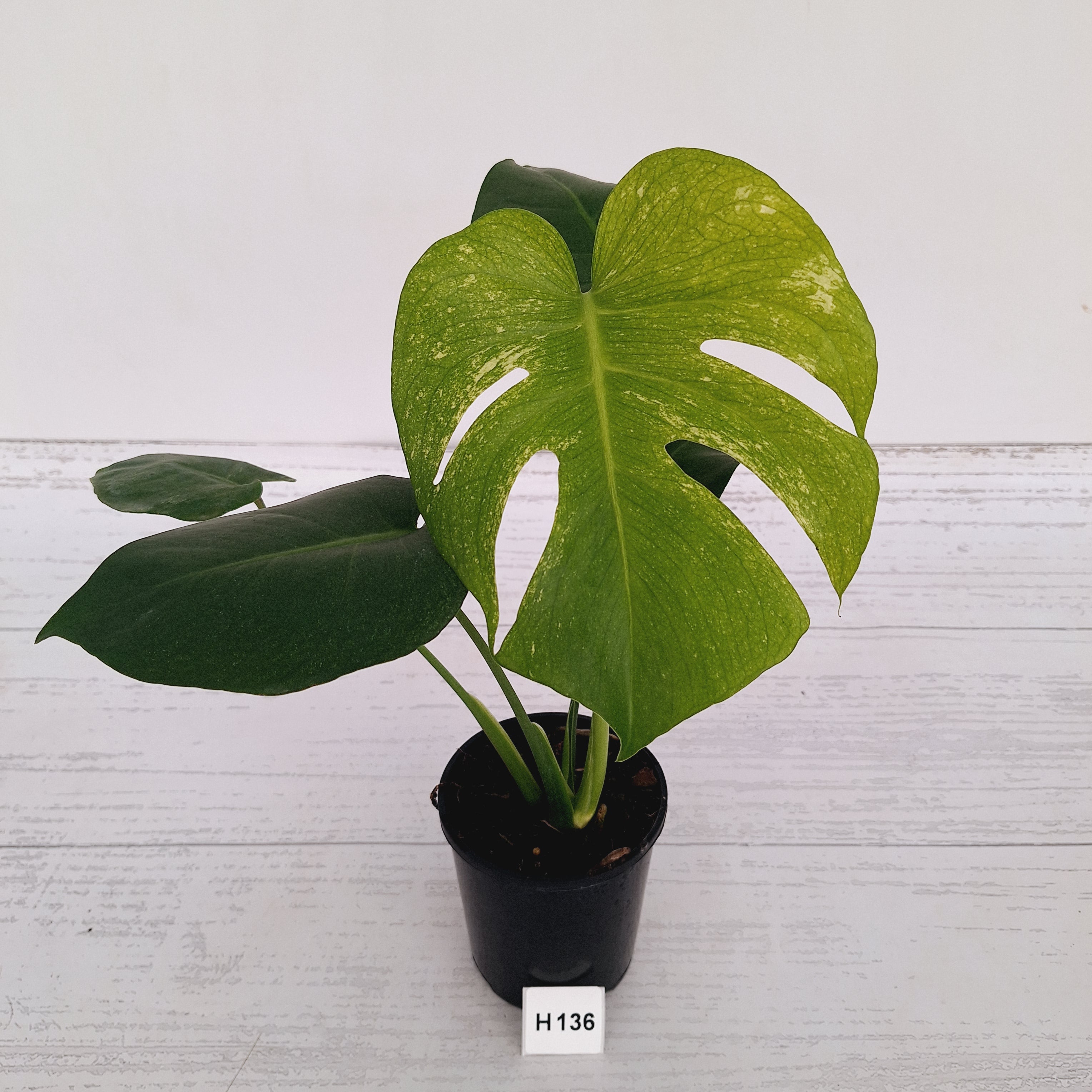Monstera Deliciosa 'Mint' – Enliven Plants