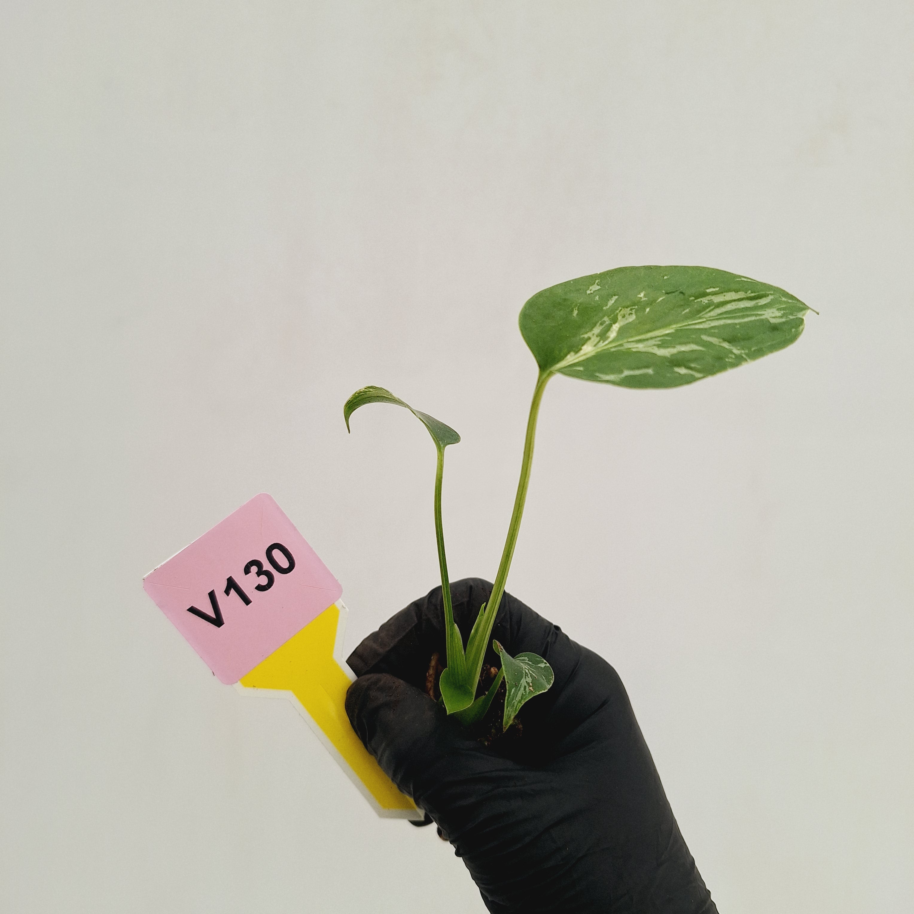 Monstera Deliciosa 'Bulbasaur - Bare Bottom Baby