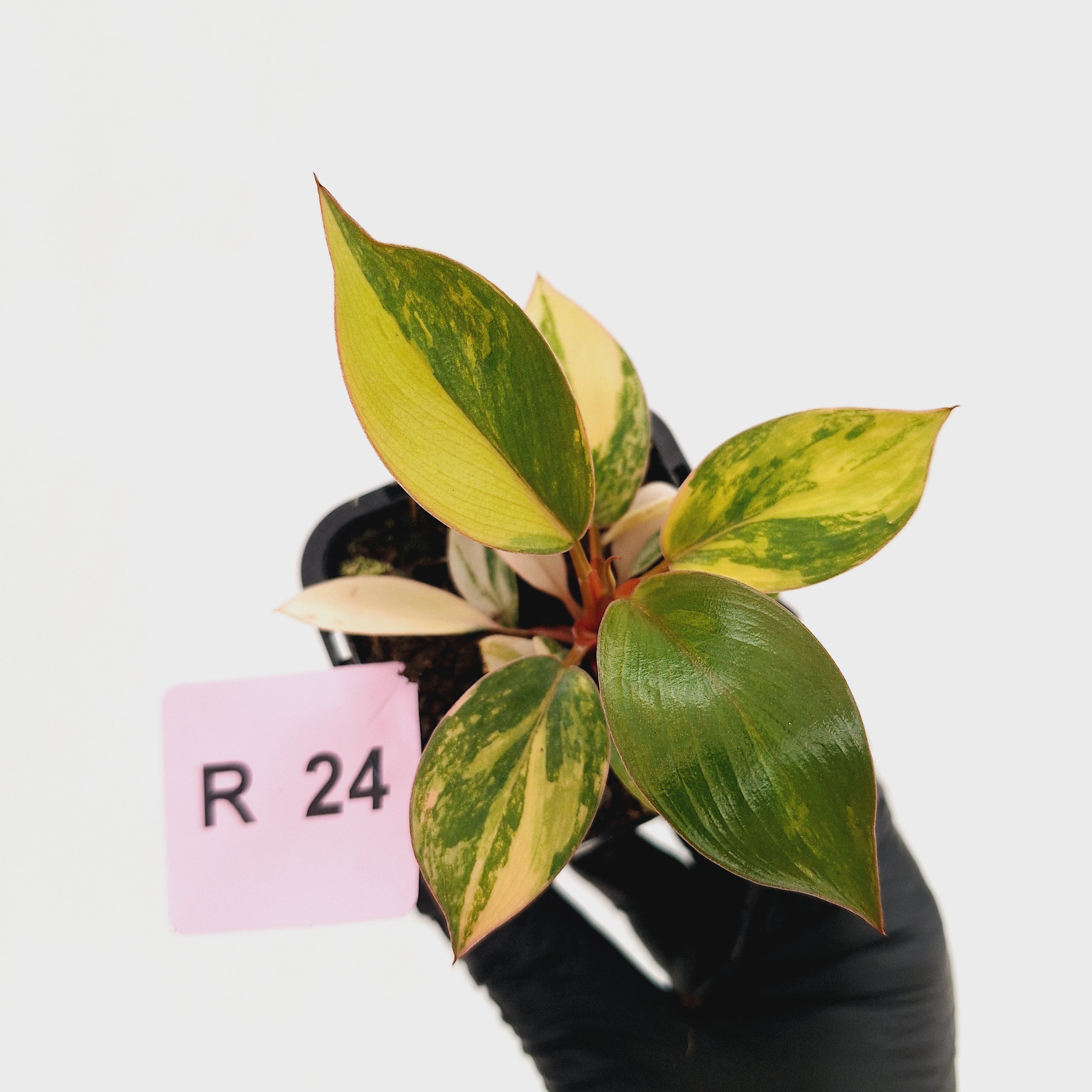 Philodendron 'Rojo Congo Variegated' 70mm