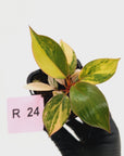 Philodendron 'Rojo Congo Variegated' 70mm
