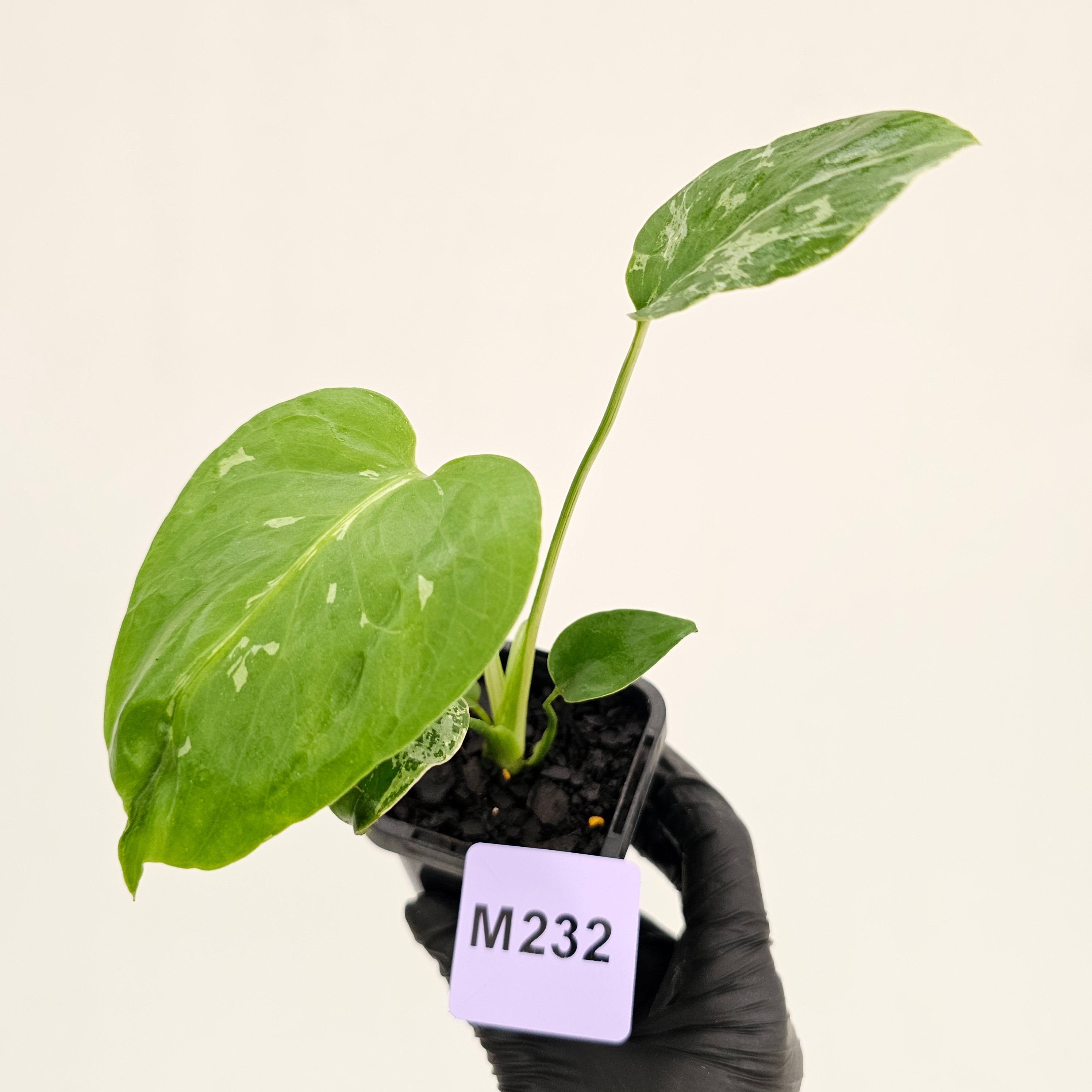 Monstera Deliciosa 'Bulbasaur' - 70mm