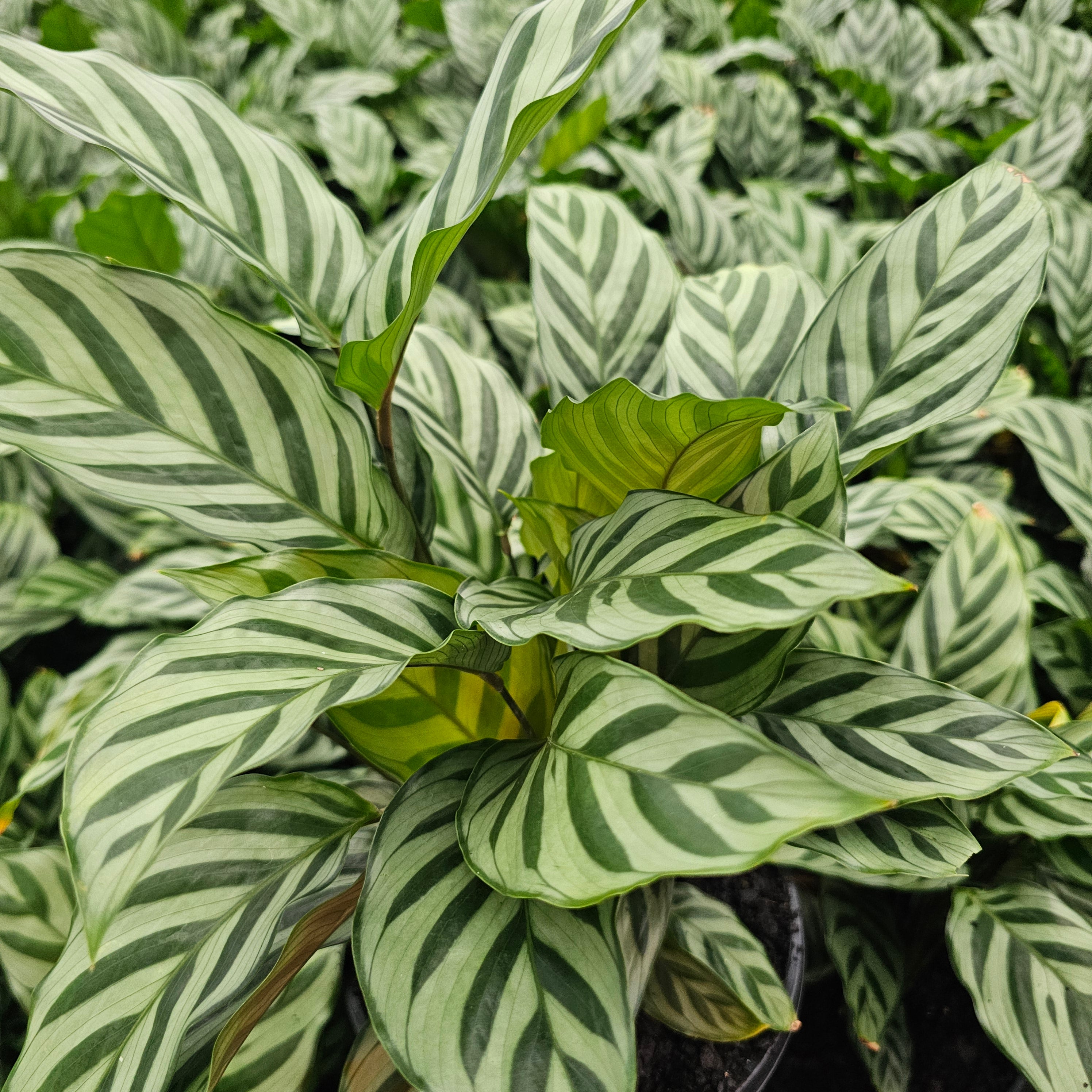 Calathea concinna Freddy