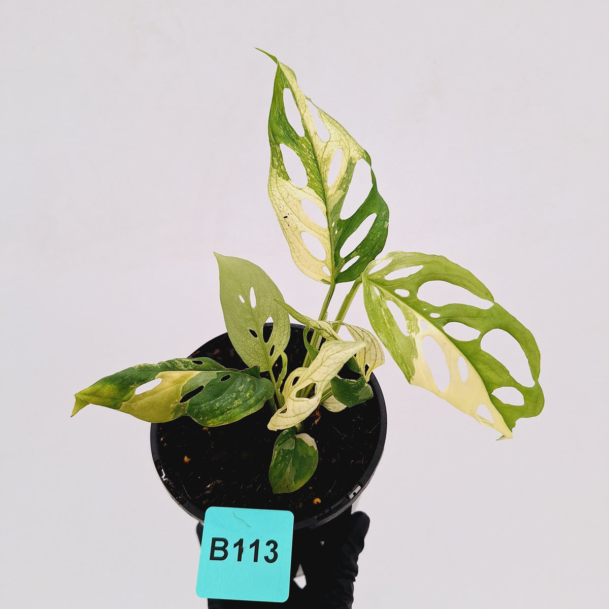 Monstera adansonii Variegata
