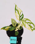 Monstera adansonii Variegata